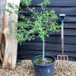 Pyracantha Mohave - 60-90cm, 20lt