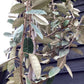 Elaeagnus ebbingei Tree | Ebbinge's silverberry - Girth 5-6cm - 350-370cm - 18lt
