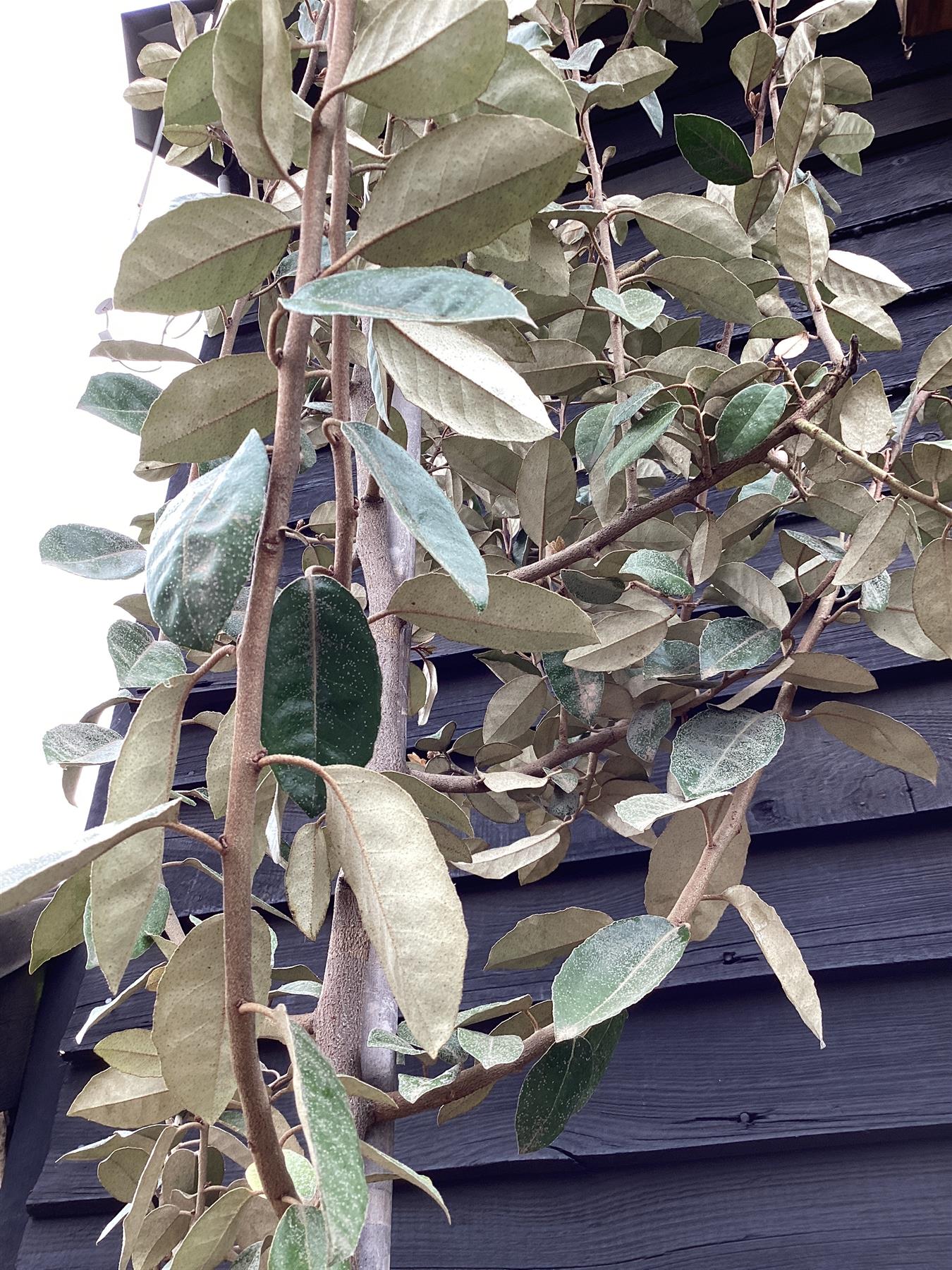 Elaeagnus ebbingei Tree | Ebbinge's silverberry - Girth 5-6cm - 350-370cm - 18lt