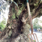 Olive Tree | Olea Europea 1/2 Std - 275-285cm, 500lt