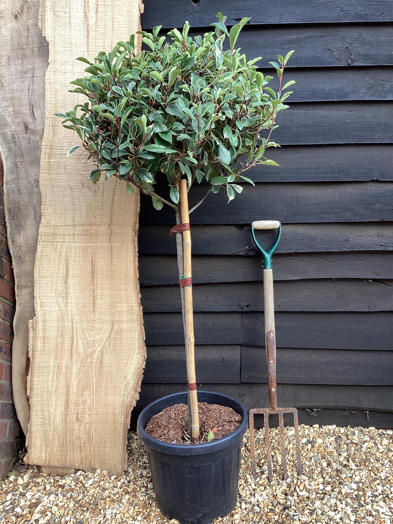 Photinia Pink Marble ('Cassini') | Christmas Berry Pink Marble 1/2 std Clear Stem - 170-180cm, 30lt
