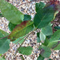 Amelanchier lamarckii | Juneberry - 55-65cm, 2lt