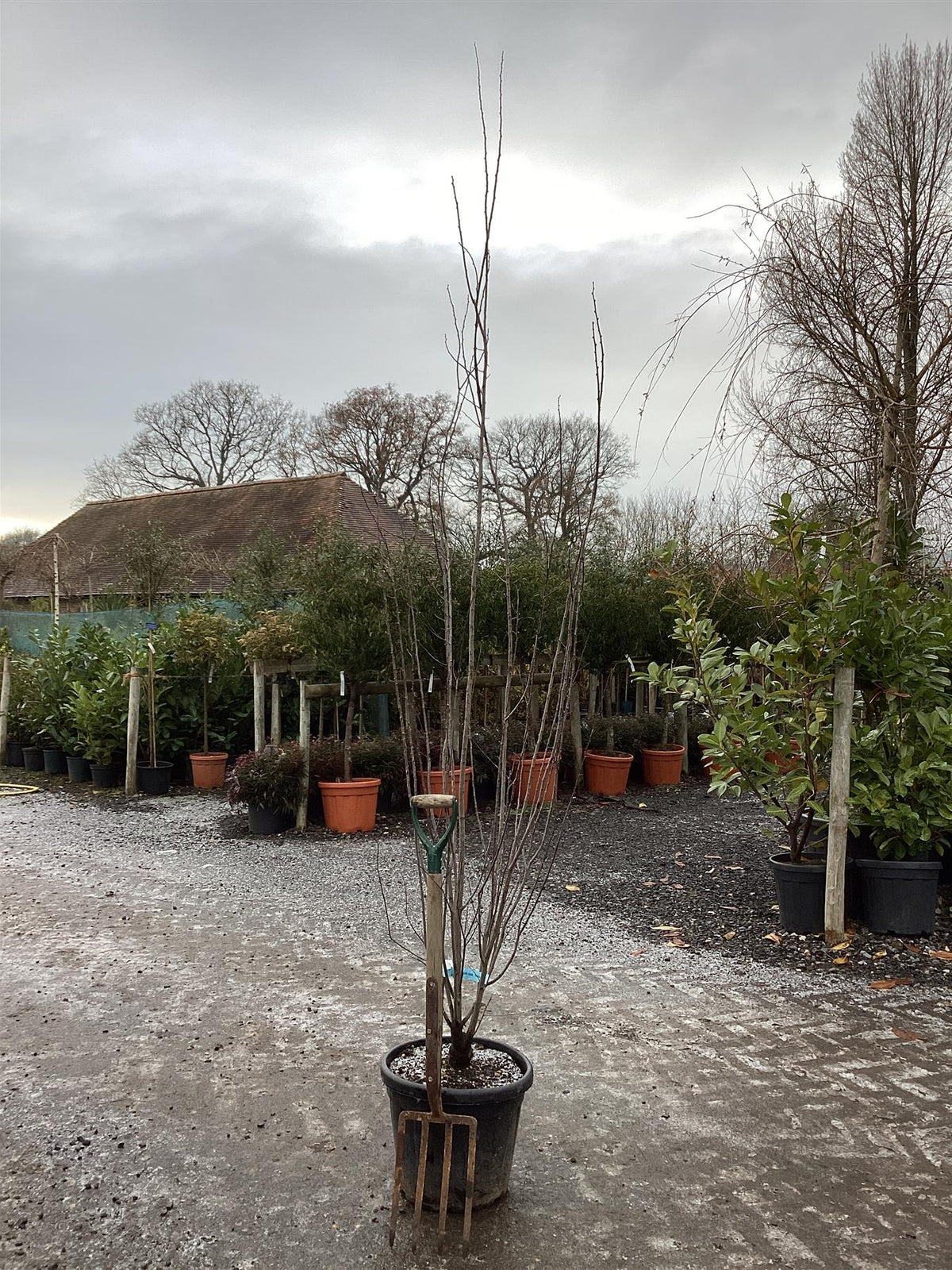 Prunus cerasifera 'Pissardii' | Cherry Plum 'Pissardii' - 150-200cm, 3 ...
