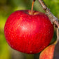 Apple tree 'Fiesta Red Pippin' | Malus domestica - 150-160cm - 10lt