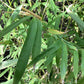 Phyllostachys aurea | Fish-pole bamboo - 230-240cm, 20lt