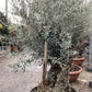 Olive Tree | Olea Europea 1/2 Std Girth 85cm - 210-220cm, 160lt