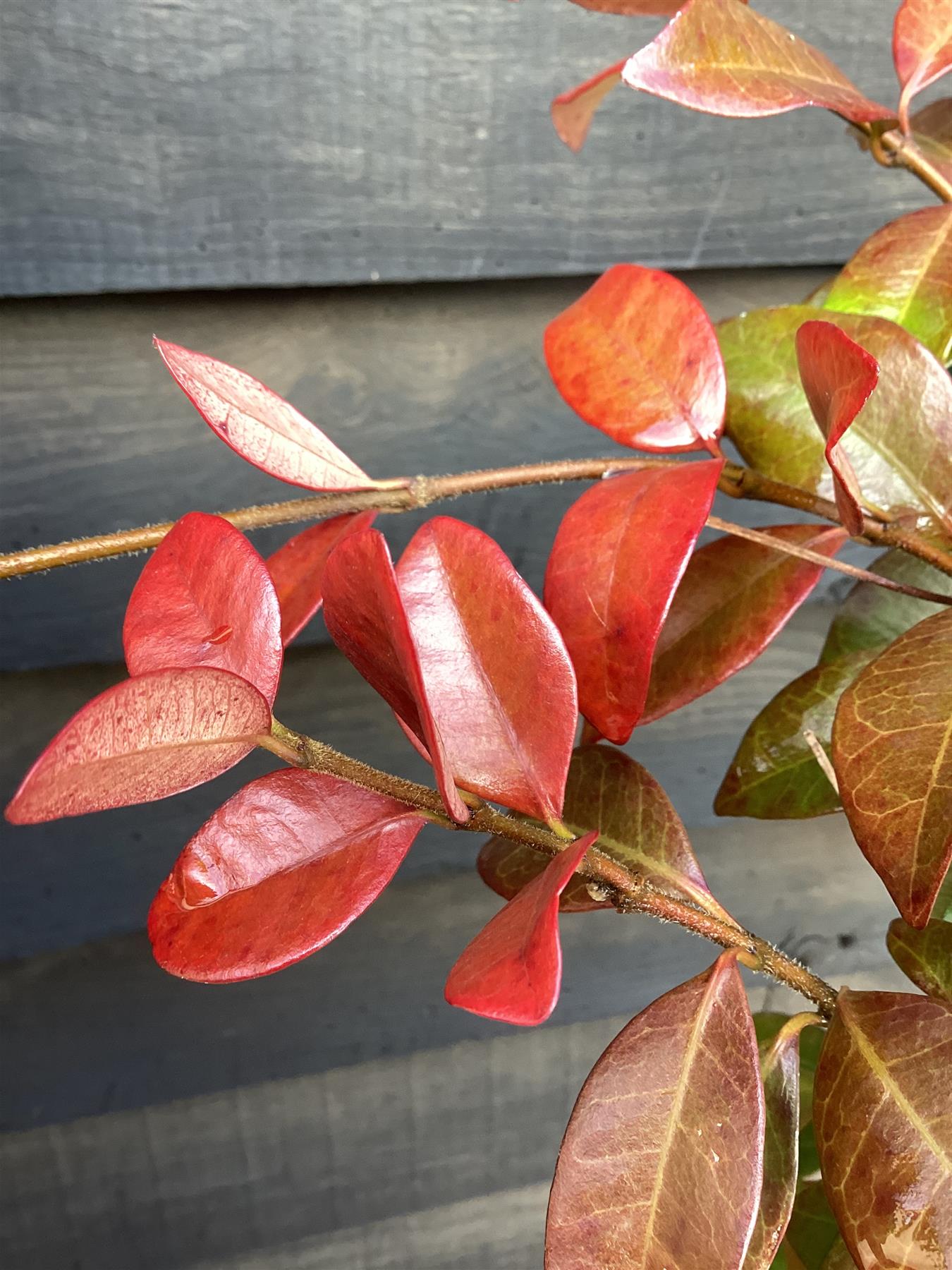 Trachelospermum | Star jasmine - 120cm, 10lt