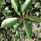 Photinia Red Robin - 200-220cm - 90lt