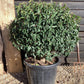 Prunus lusitanica | Portuguese Laurel Cherry - Ball - 120-140cm - 55lt