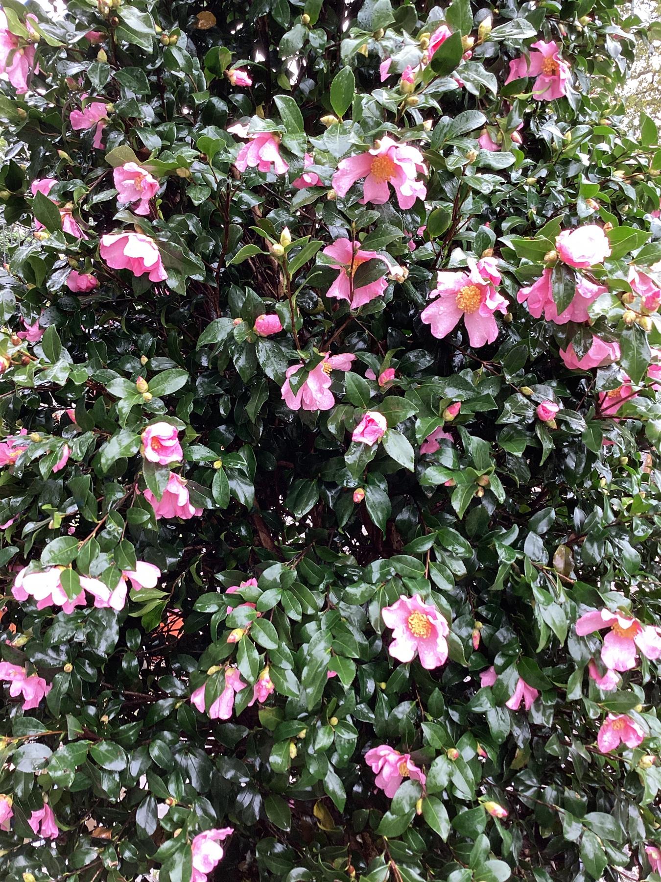 Camellia sasanqua - 350-370cm, 210lt