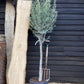 Olive Tree | Olea Europea 1/2 Std  Girth 17-23cm - 200-220cm, 45lt