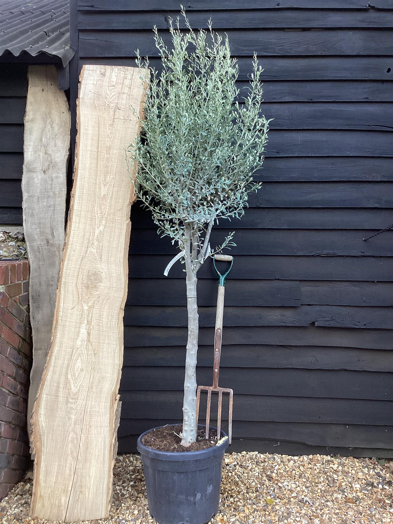 Olive Tree | Olea Europea 1/2 Std  Girth 17-23cm - 200-220cm, 45lt