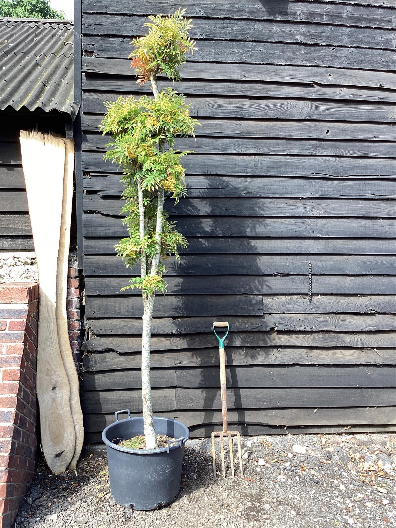Sorbus aucuparia Autumn Spire | Mountain Ash ‘Autumn Spire’ 1/2 std, Clear Stem - 200-240cm, 50lt