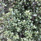 Pittosporum tenuifolium 'Cratus' | Kohuhu - 100-120cm - 25lt