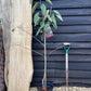 Cherry 'Stella' on Colt | Prunus avium - Semi-Dwarfing - 160-170cm - 12lt