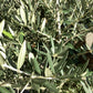 Olive Tree | Olea Europea 1/2 Standard 114cm girth - 175-185cm, 240lt
