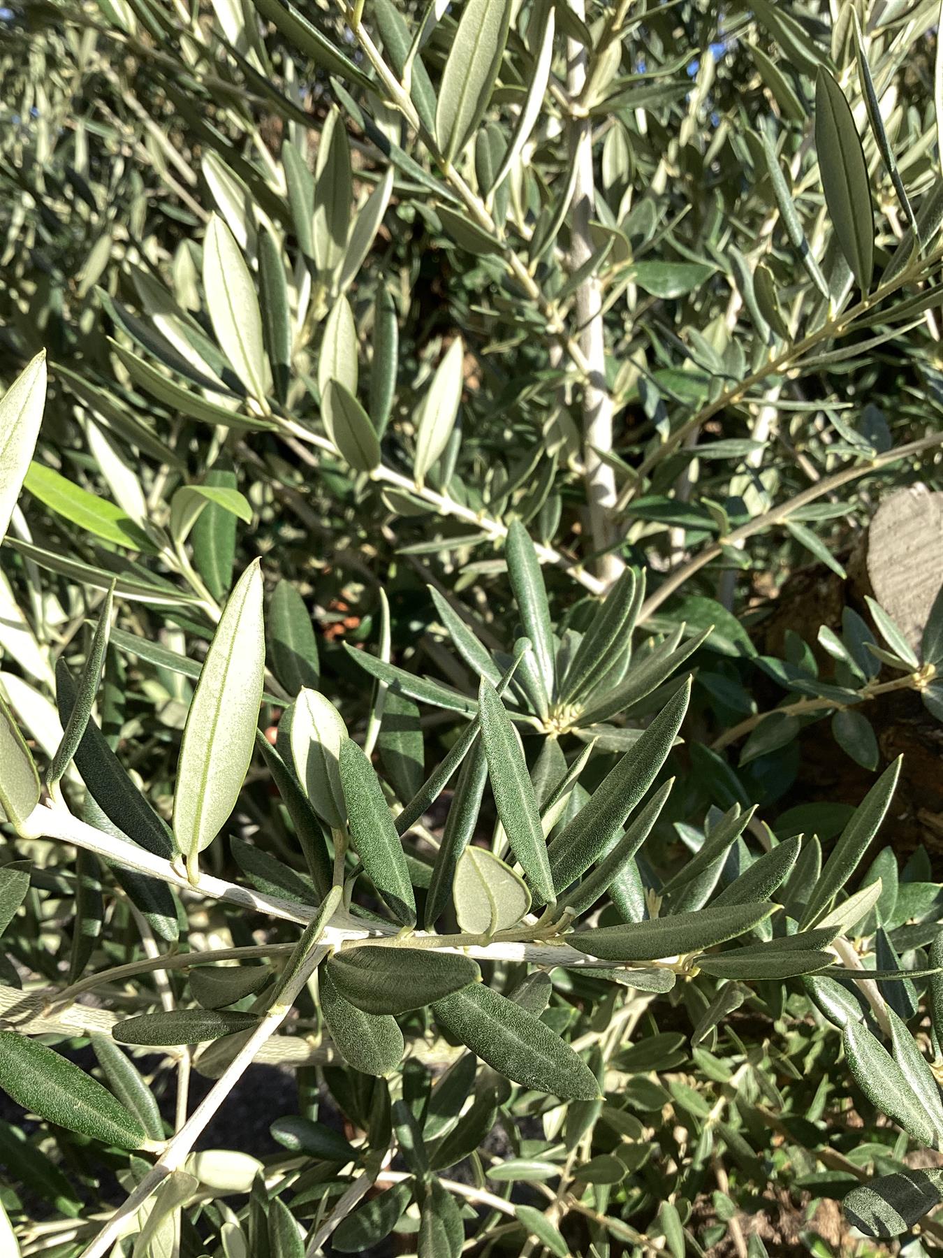 Olive Tree | Olea Europea 1/2 Standard 114cm girth - 175-185cm, 240lt