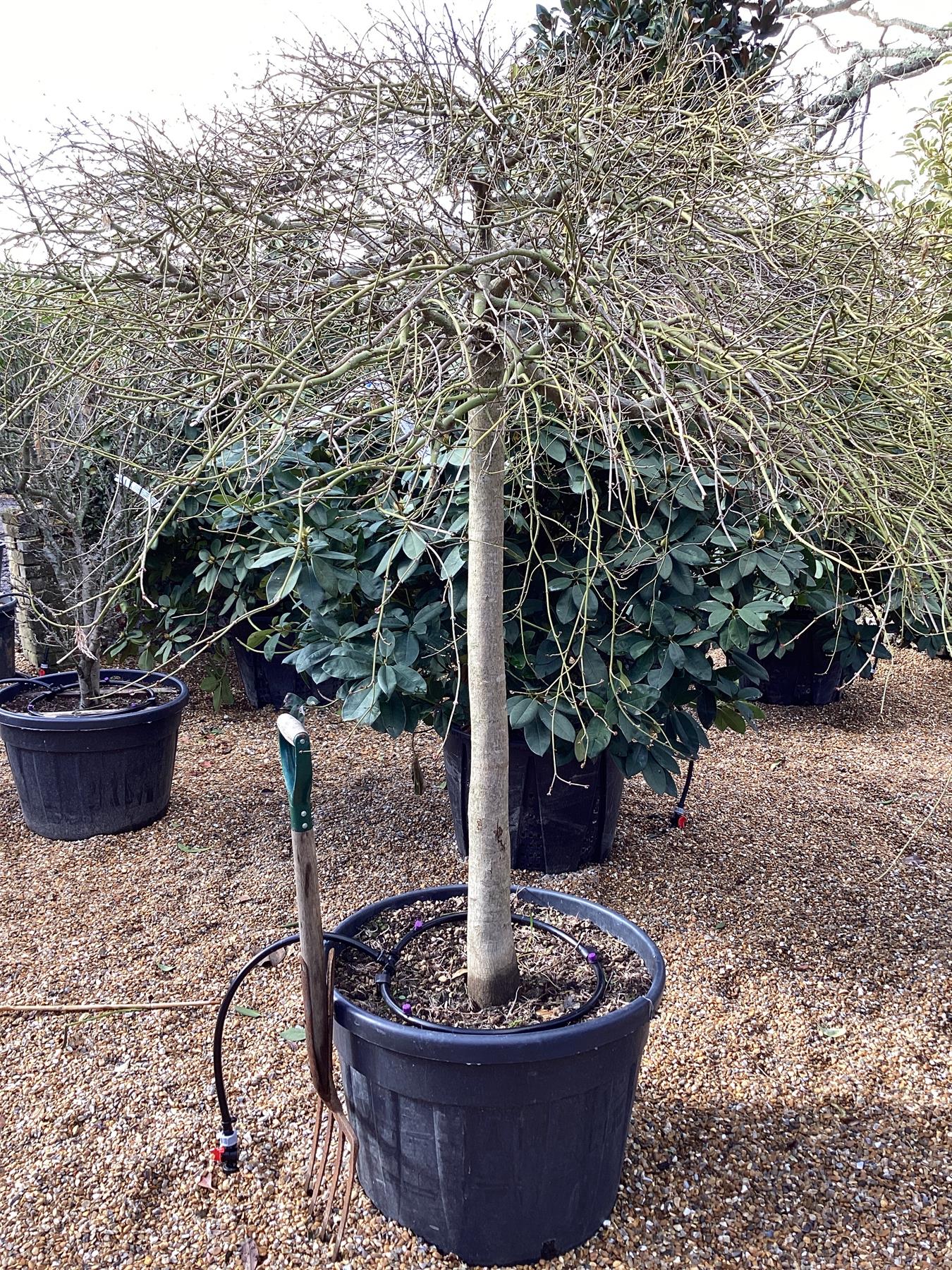 Acer palmatum 'Garnet' | Garnet Japanese Maple - Girth 20cm - Stem 130cm - 180cm - 130lt