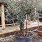Olive Tree | Olea Europea 1/2 Std Girth 52cm - 210-220cm, 160lt