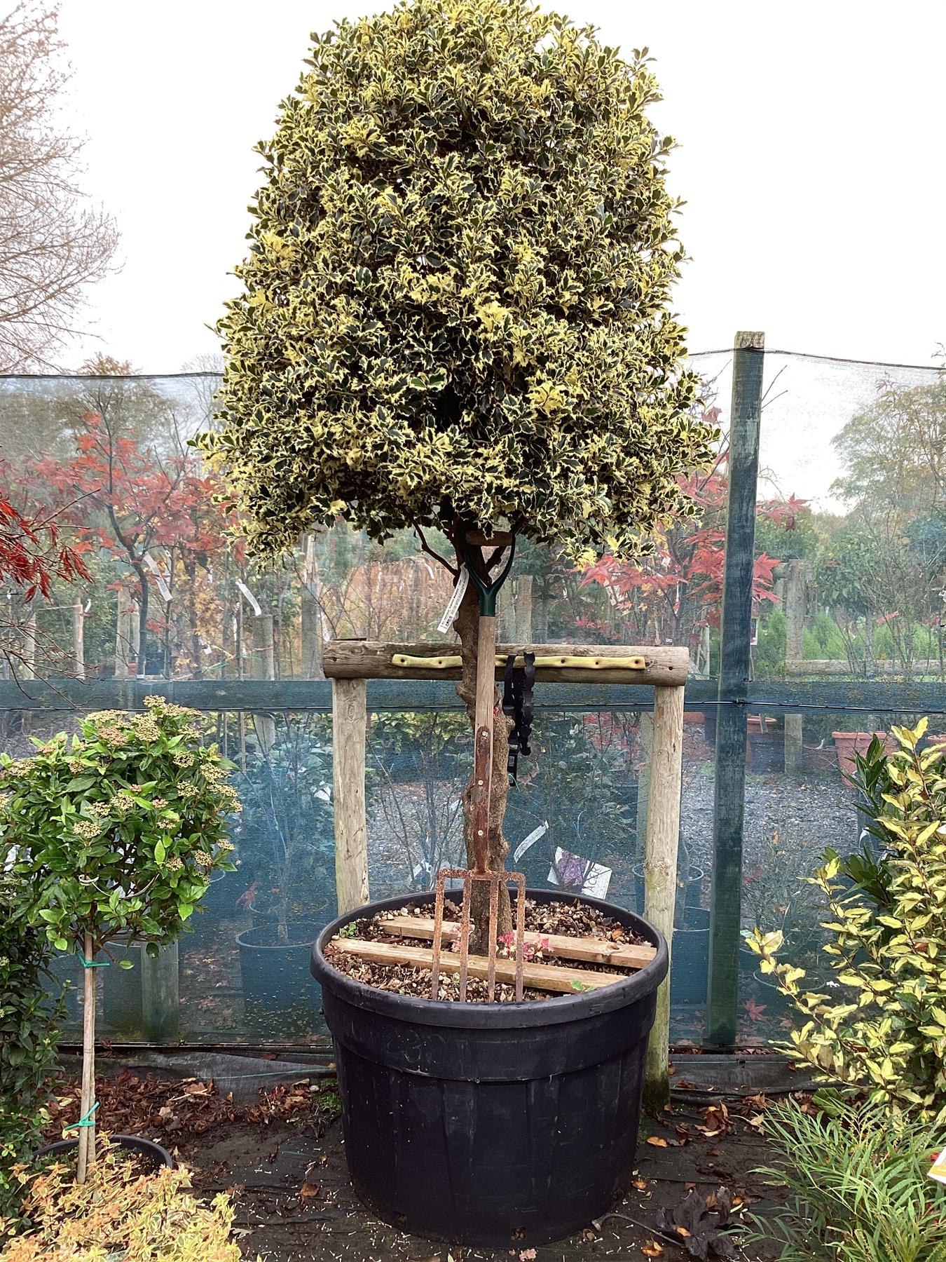 Ilex aquifolium 'Argentea Marginata' | Silver Variegated Holly - 260-270cm, 230lt