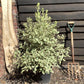 Pittosporum tenuifolium 'Elizabeth' - 100-120cm, 10lt