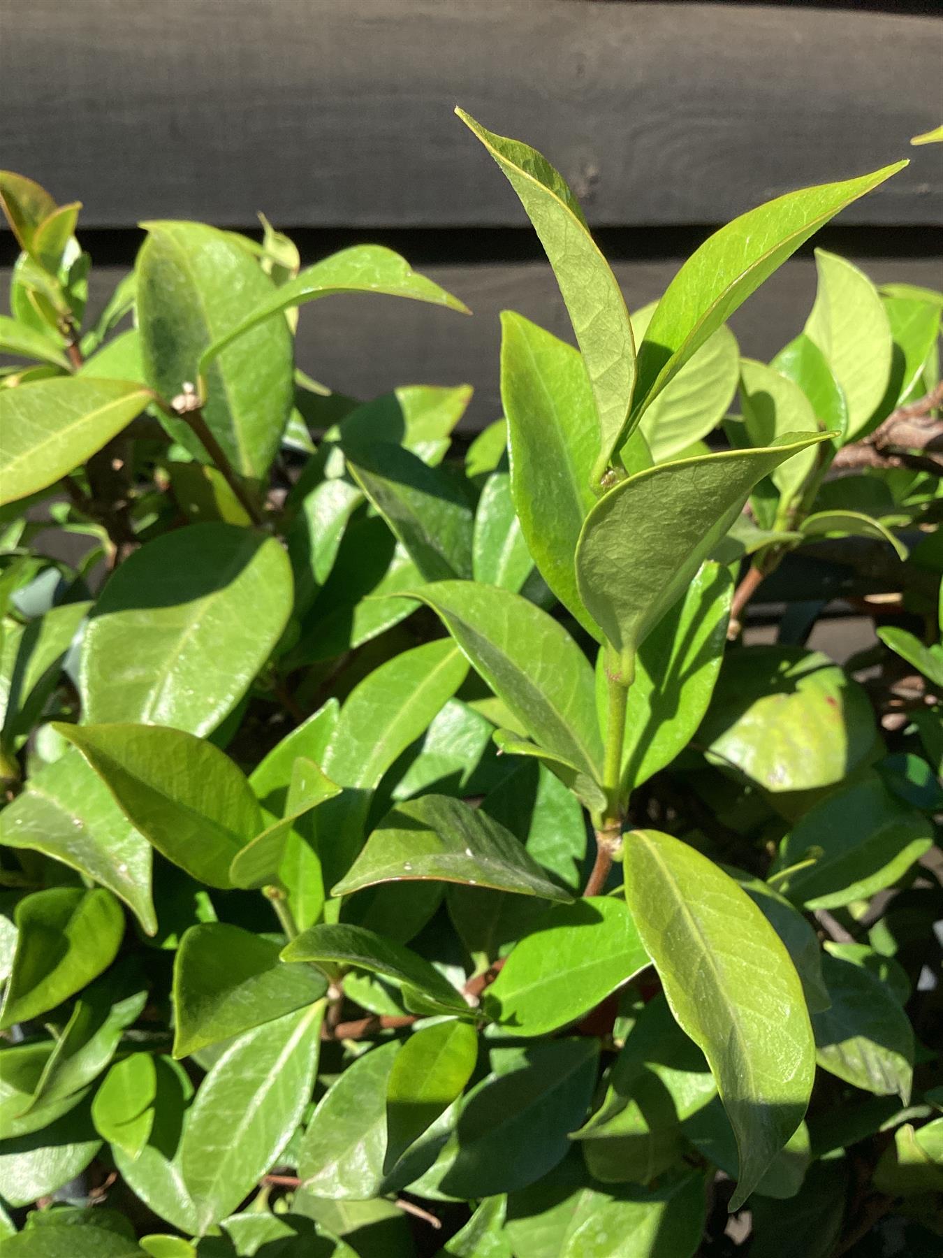 Trachelospermum jasminoides - pleached - square metal - 100-120cm, 25lt
