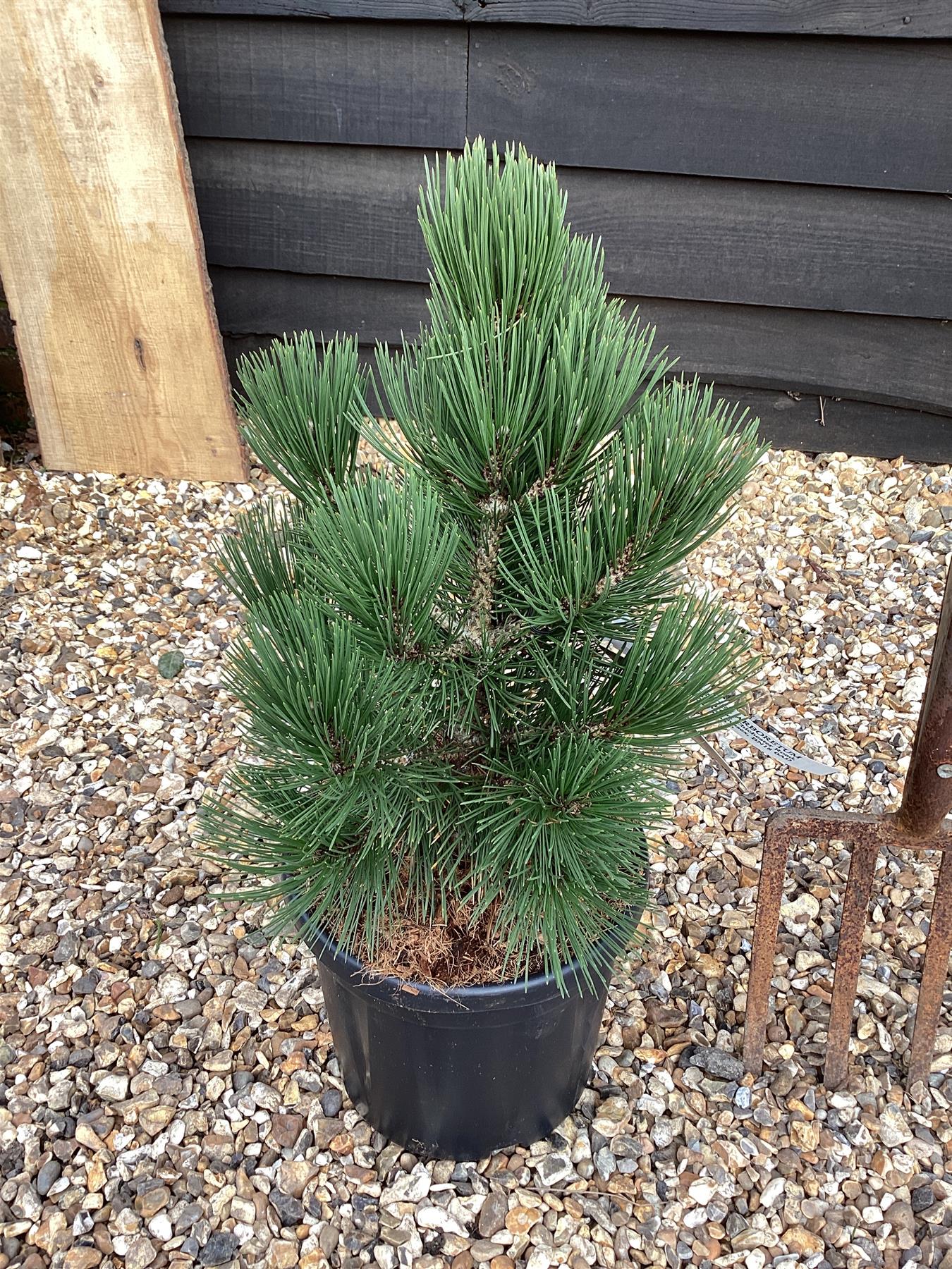 Pinus leucodermis 'Malinki' | Pinus leucodermis 'Malinki' - Height - 55cm - Width 35-40cm - 8lt