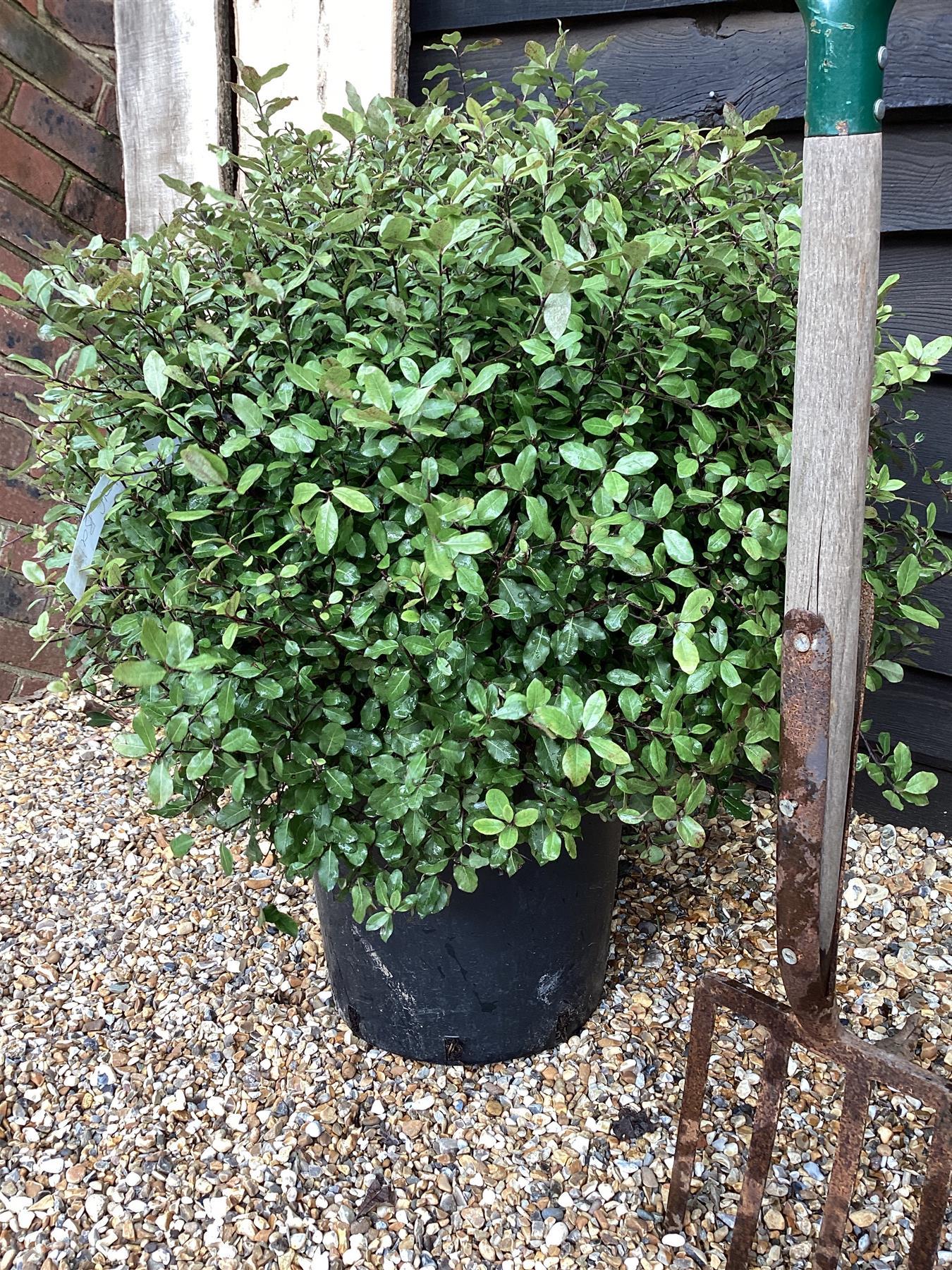 Pittosporum tenuifolium 'Golf Ball' - 80-90cm, 20lt
