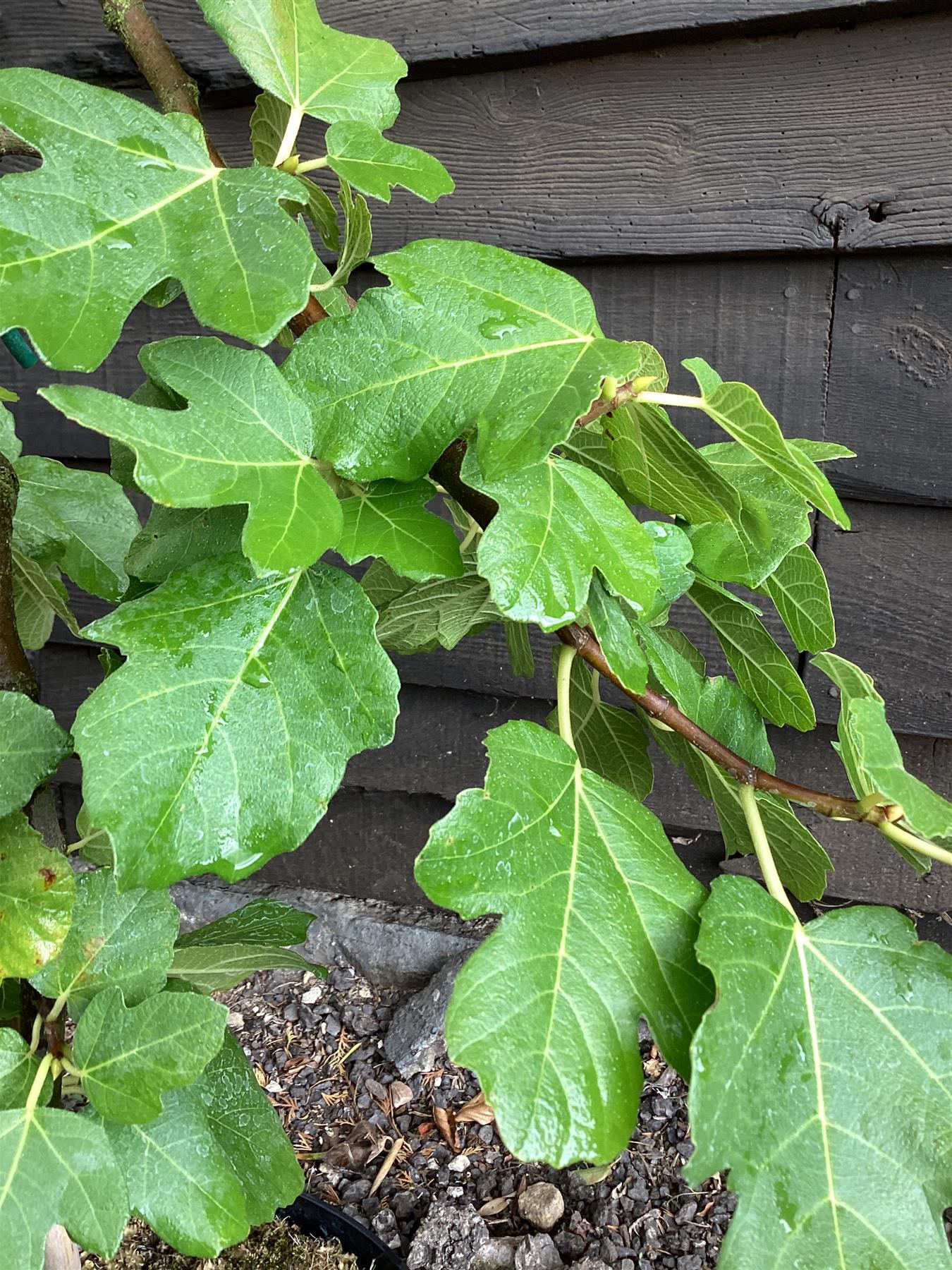 Ficus carica (Fig) | Turkey Fig Tree - 150-180cm, 10lt