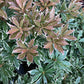 Pieris japonica 'Little Heath' - 55-60cm, 5lt
