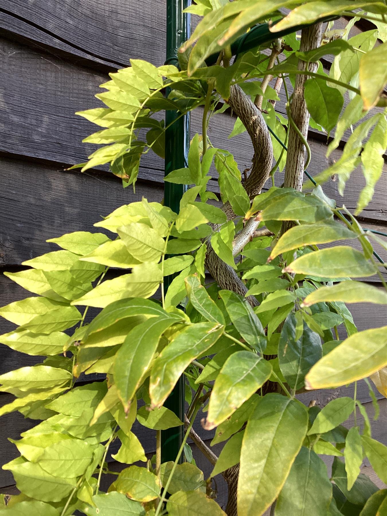 Wisteria sinensis - Arch - 260-270cm, 45lt