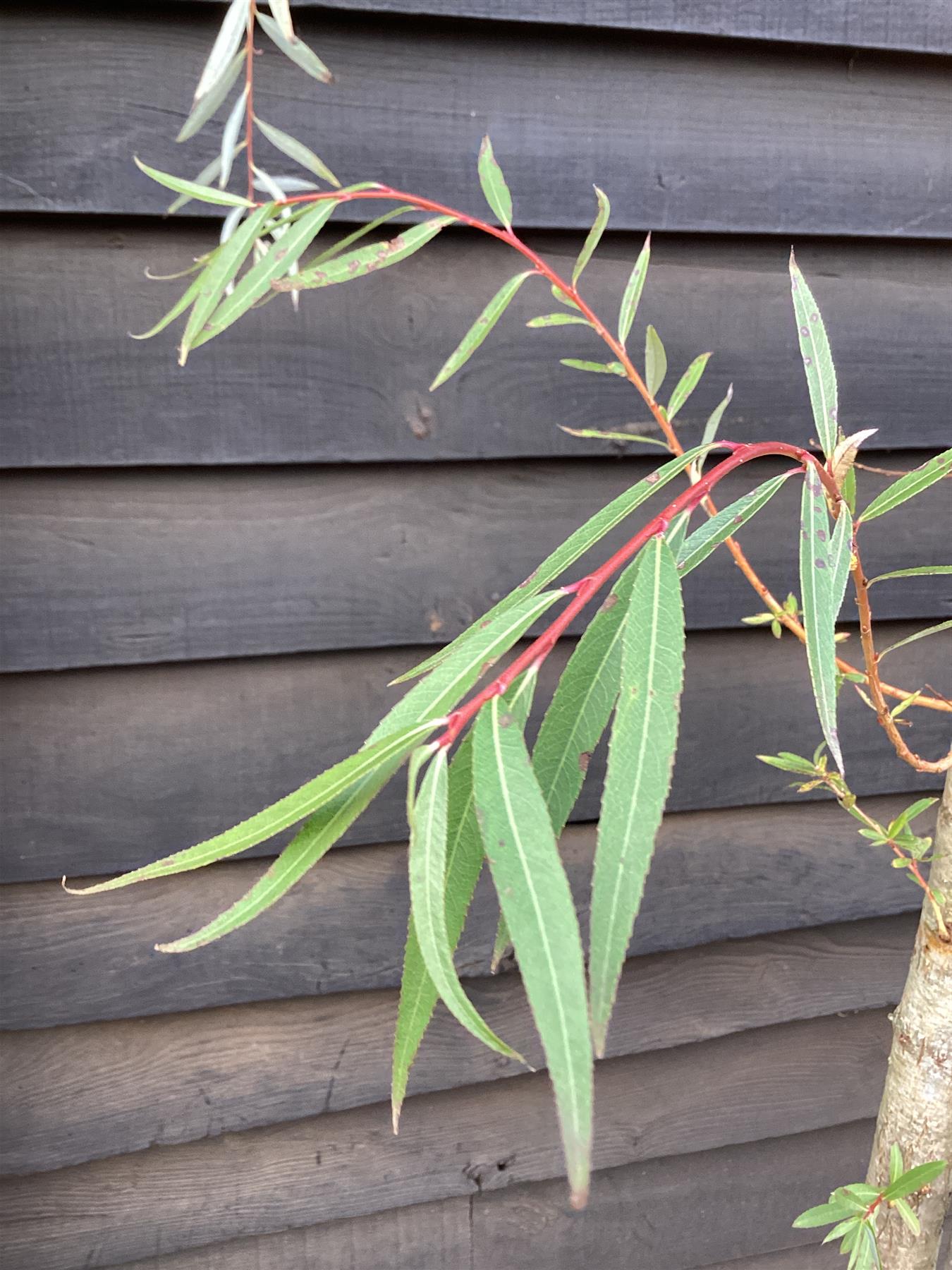 Salix vitelliana | Golden Willow - 280-320cm, 35lt