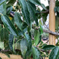 Prunus Lusitanica Angustifolia Girth18cm Frame 150 x 120cm - 300cm, 90lt