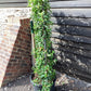 Prunus lusitanica | Portuguese Laurel Cherry - Frame - 160-170cm, 45lt