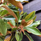Magnolia Grandiflora Little Gem | Southern Magnolia ‘Little Gem’ - 300-320cm, 30lt
