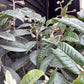 Eriobotrya japonica Tree | Loquat - Clear Stem - Half Standard - Height 160-180cm - 15-18lt