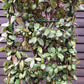 Trachelospermum jasminoides | Chinese Jasmine - Arch - 270cm, 55lt