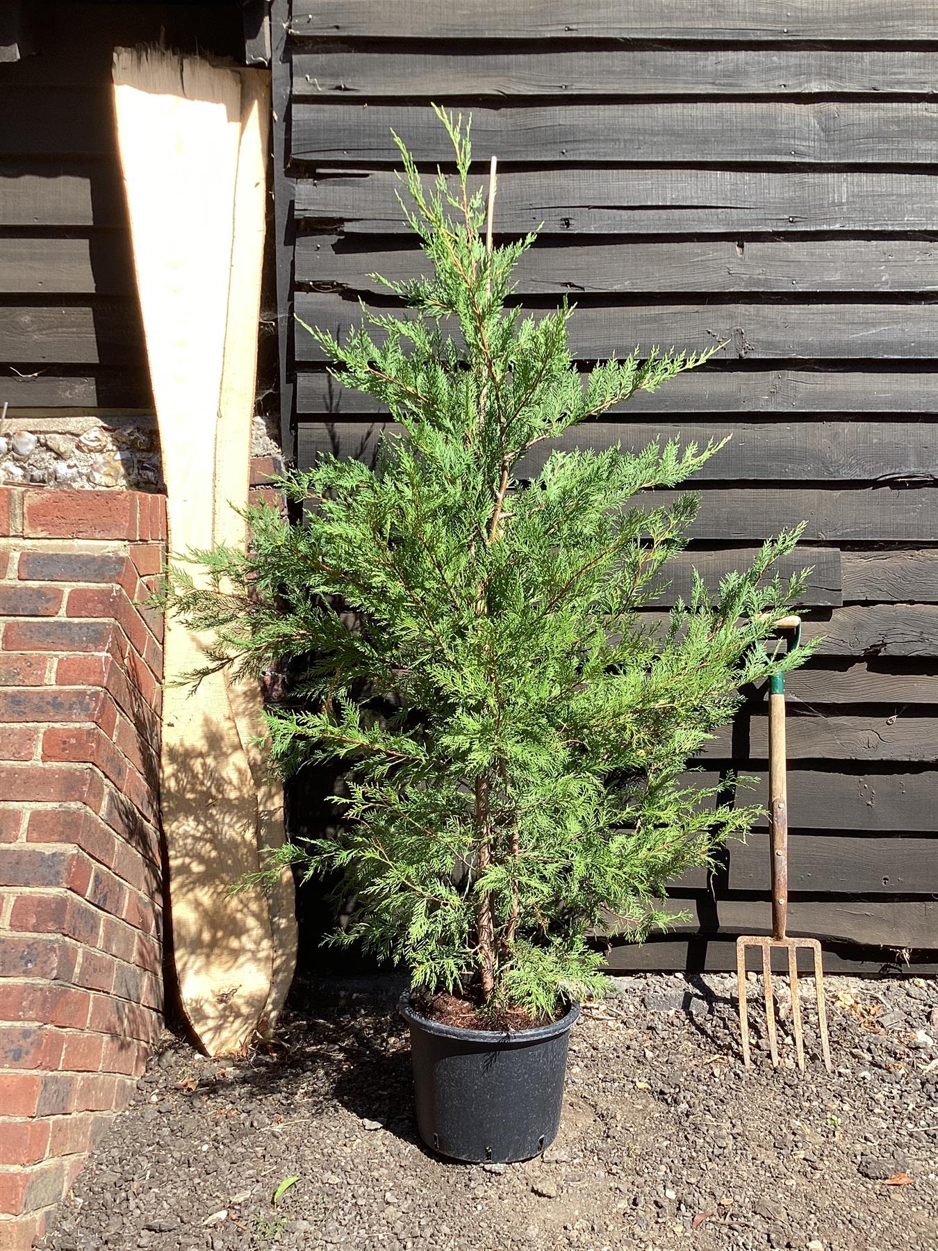 Cuprocyparis leylandii | Leyland Cypress