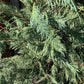 Cuprocyparis leylandii | Leyland Cypress