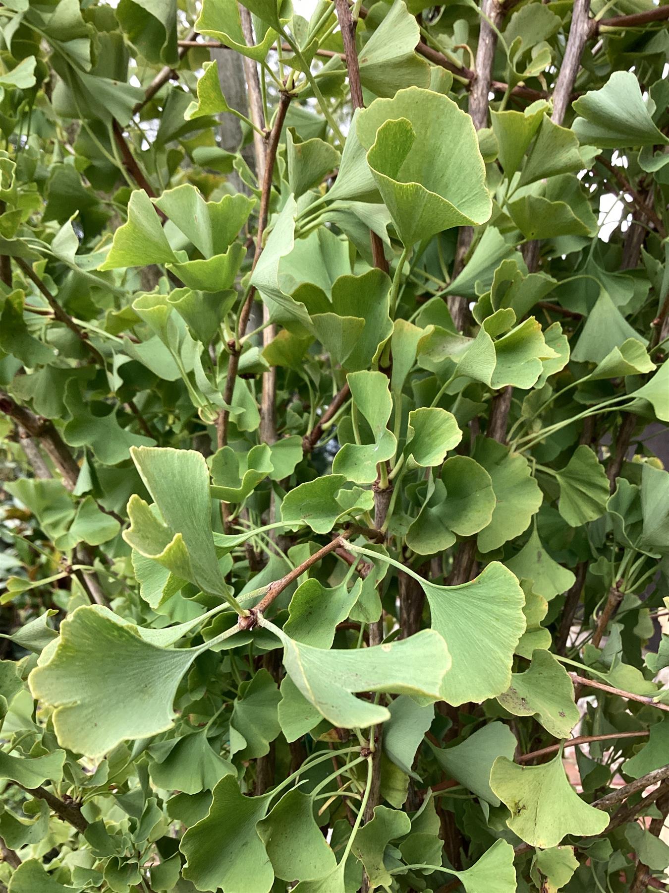 Ginkgo biloba 'Pyramidalis' | Maidenhair Tree - 250-300cm, 90lt