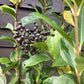 Ligustrum ovalifolium | Garden Privet - 170-180cm - 40lt