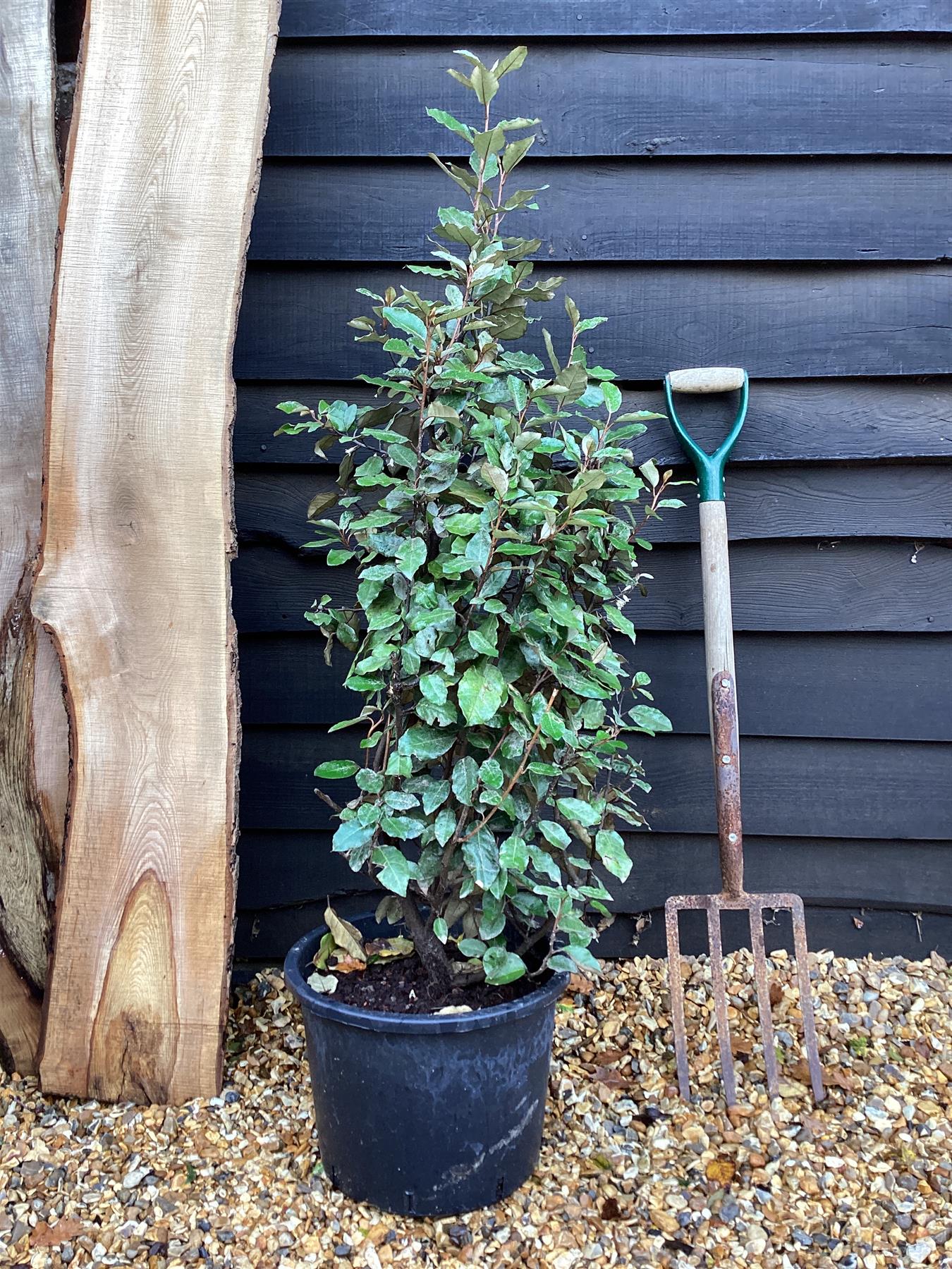 Elaeagnus ebbingei Compacta Oleaster