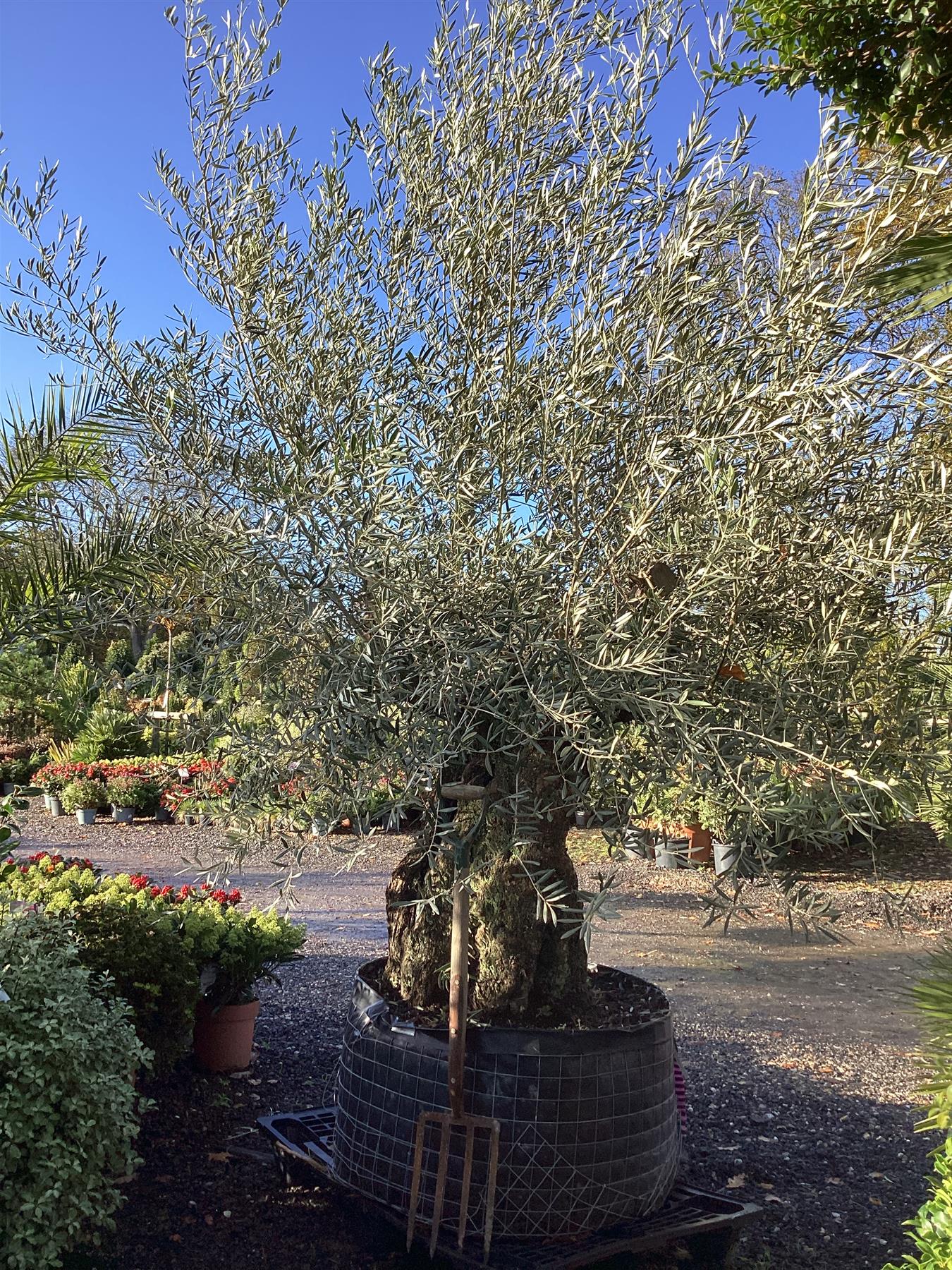 Olive Tree | Olea Europea 1/2 Std - 255-265cm, 400lt