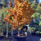 Acer palmatum 'Crispifolium' - Unique (Shishi Gashira Maple) - 200-250cm, 285lt
