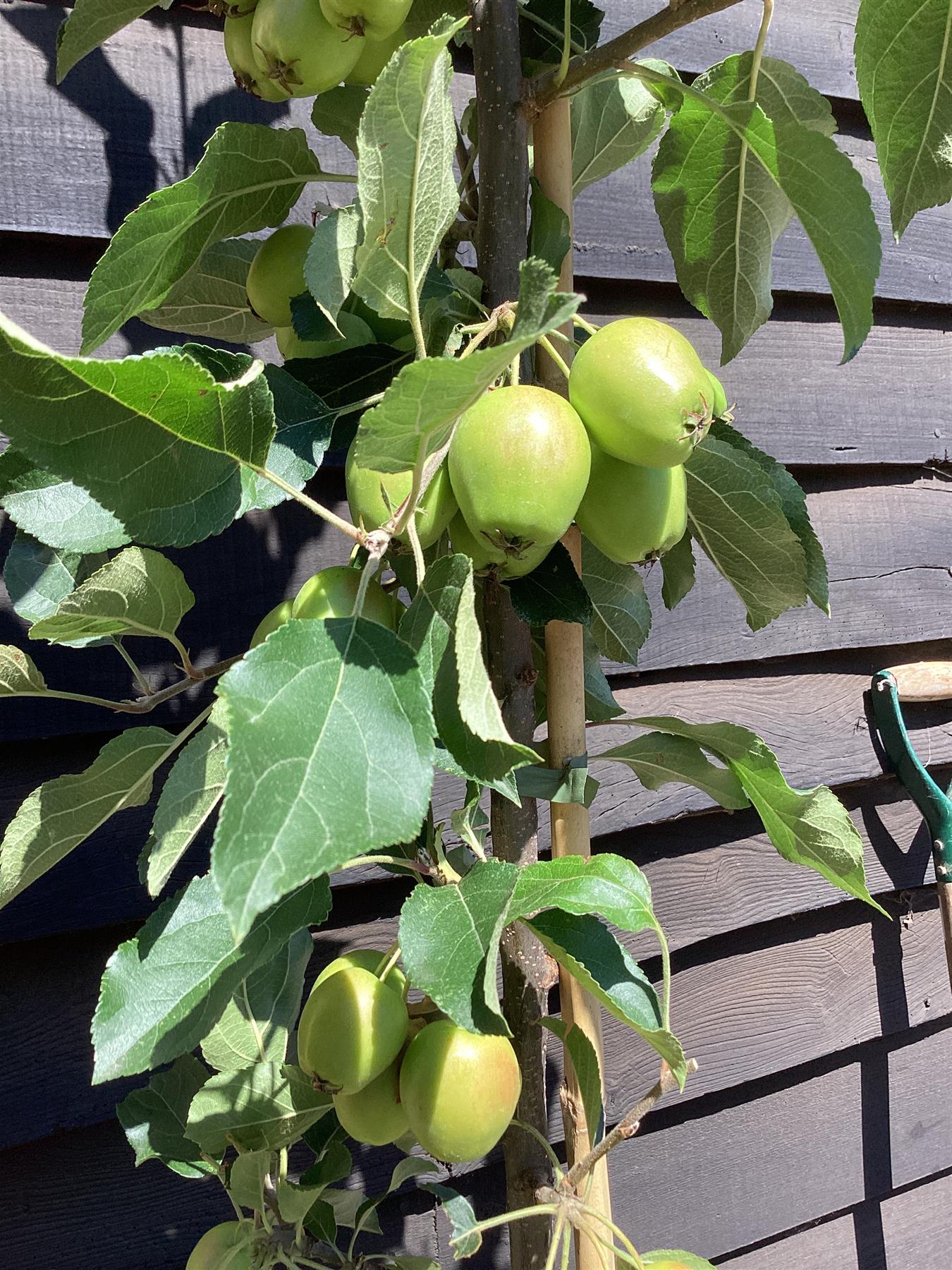 Malus Fruitilicious | Culinary Crab Apple Tree, Clear Stem - 180-200cm, 10lt