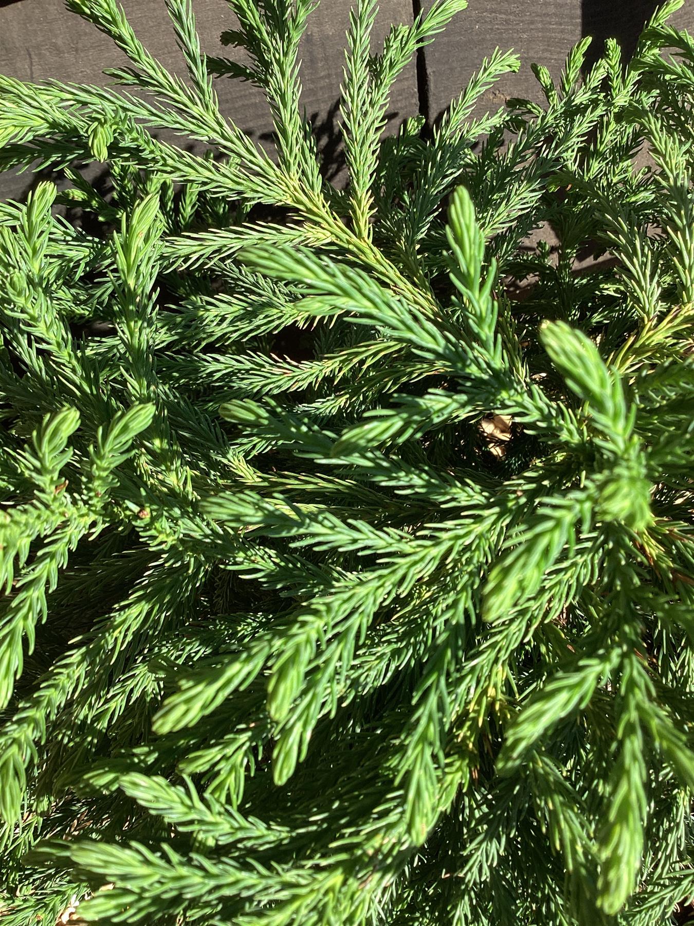 Cryptomeria japonica 'Globosa Nana' |Japanese cedar - 60-80cm, 10lt