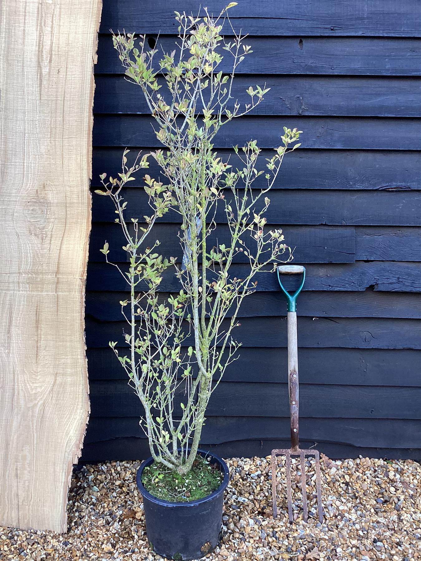 Ligustrum ovalifolium 'Aureum' | Golden Privet