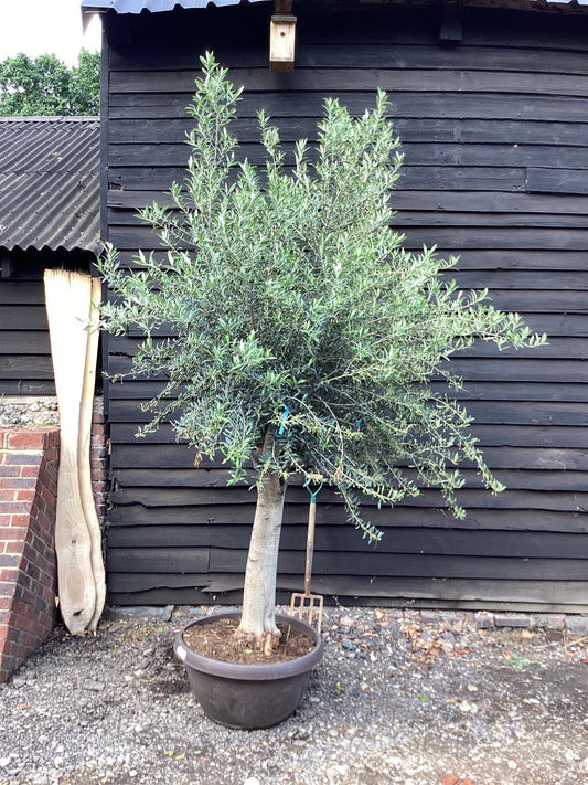 Olive Tree | Olea Europea - Smooth Trunk Bowl Piel Joven - 90lt