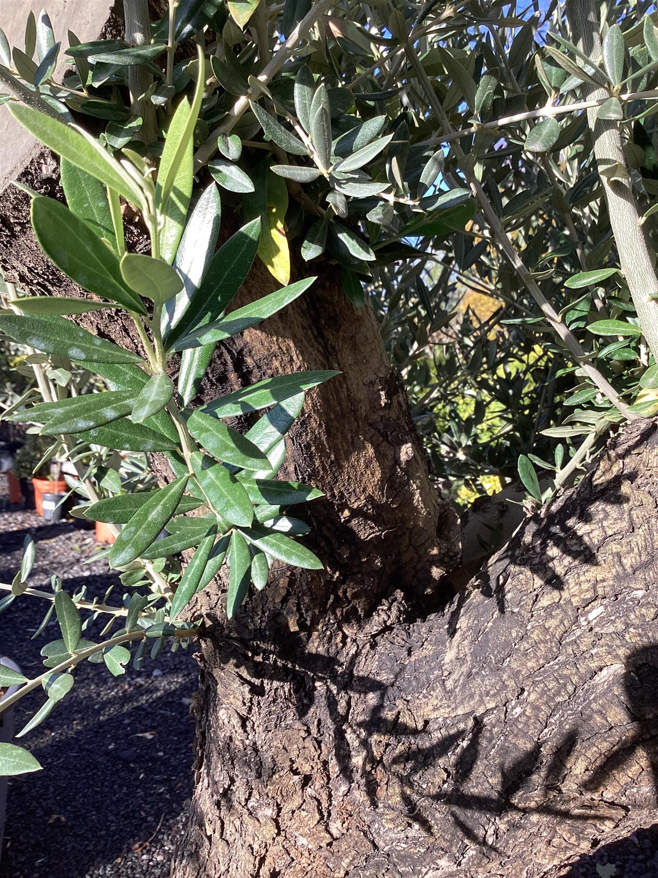 Olive Tree | Olea Europea 1/2 Standard 107cm girth - 225-235cm, 240lt