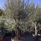 Olive Tree | Olea Europea 1/2 Std Girth 51cm - 250-260cm, 160lt
